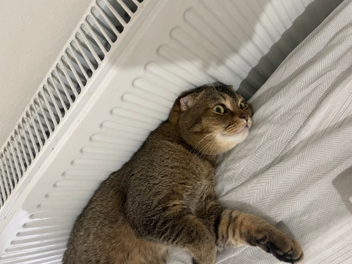 Güzel Yüzlü Teddy fotoğraf