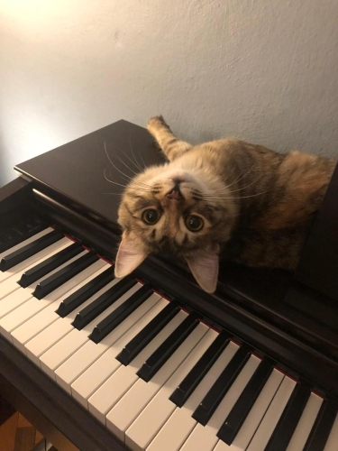 tilki kuyruklu CEKU'ya acil yuva ihtiyaci (kisirlastirilmis disi kedi) fotoğraf