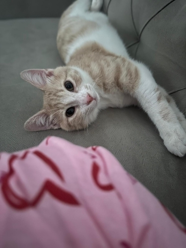 Oğlumuz poyraz ömürlük yuvasını arıyor. fotoğraf