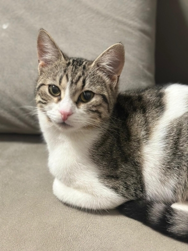 NARİN ÖMÜRLÜK YUVASINI ARIYOR fotoğraf