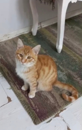 Sarman bebek Şeker ömürlük yuvasını arıyor fotoğraf