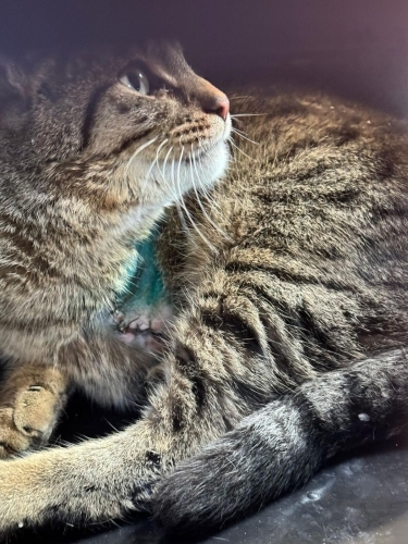 Kahraman ömürlük yuvasını arıyor fotoğraf