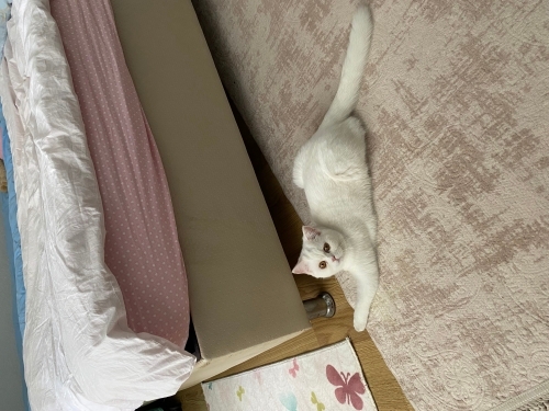 Kızım patiye yuva arıyorum fotoğraf