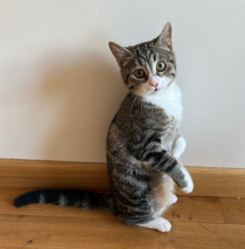 BİR PATİSİ ENGELLİ DÜNYA TATLISI YUVA ARIYOR fotoğraf