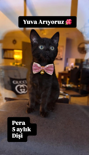 Tüm aşıları yapıldı fotoğraf