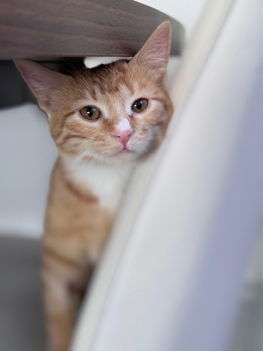 Yuva bulamazsam sokağa dönecek :( fotoğraf