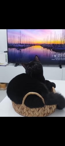 Sakin uysal oyuncu fotoğraf