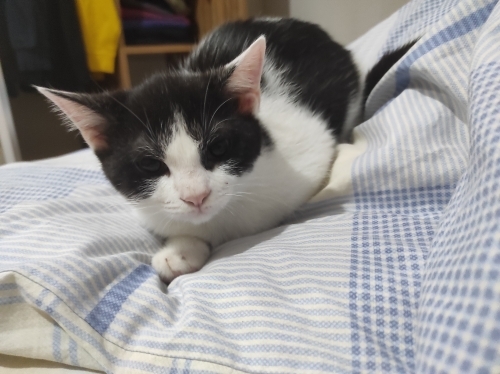 Ücretsiz sahiplendirme fotoğraf