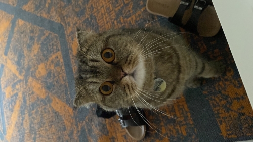 Kedime yeni bir aile arıyorum fotoğraf