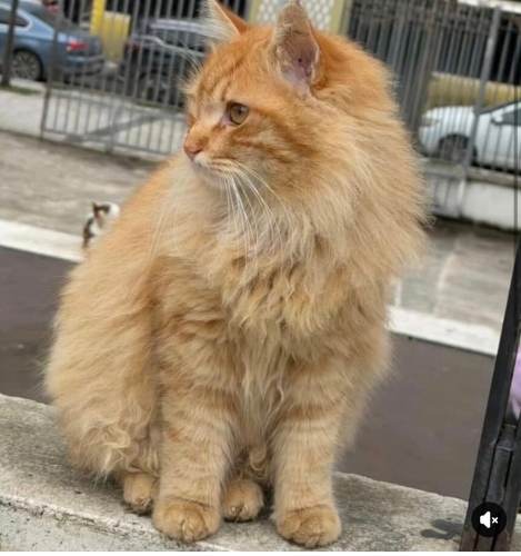 Leo yuva arıyor fotoğraf