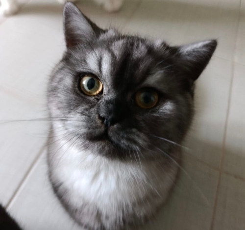 Çok tatlı 2 kedime yuva arıyorum fotoğraf