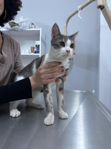 Simba yuva arıyor fotoğraf