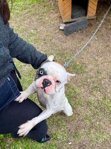 TAŞINIRKEN EŞYA GİBİ BIRAKIP GİTMİŞLER AÇ SUSUZ, EMLAKÇI HAVLAMASI DUYUP BULMUŞ fotoğraf