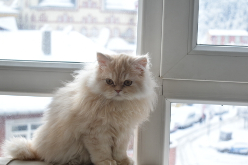İstanbul’da ücretsiz kedi sahiplendirme fotoğraf