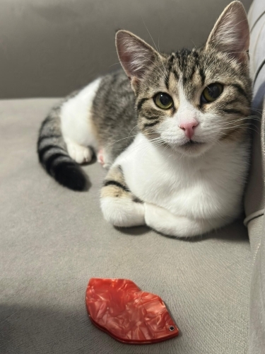 NARİN ÖMÜRLÜK YUVASINI ARIYOR fotoğraf