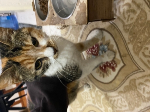 bu sevecen mırıl mırıl kıza yuva arıyoruz fotoğraf