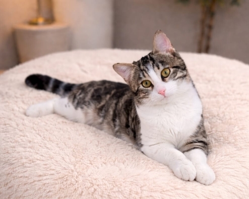 JEDİ YUVA ARIYOR fotoğraf