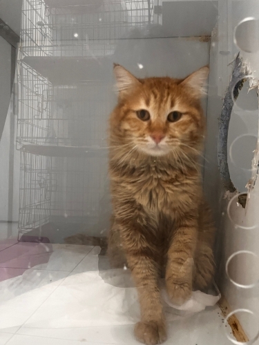 VETERİNERDE SÜREMİZ DOLUYOR ACİL!! fotoğraf