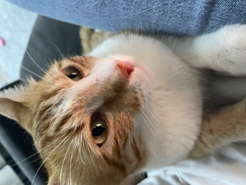 Acil sahiplendirme sahibinin sağlık sorunları var fotoğraf