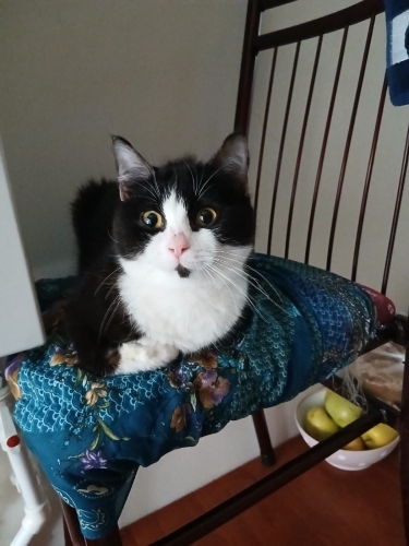 Ücretsiz sahiplenme pofidik tuğlu smokin ve gri beyaz tekir fotoğraf