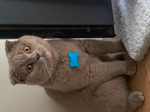 Evimizin oyuncu sevimli kedisi fotoğraf