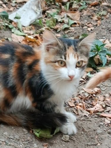 Tüylü ,çok güzel bir kedicik(prenses) fotoğraf