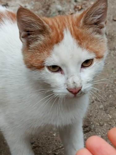 Oyuncu ,sarman kedi(psikopat) fotoğraf