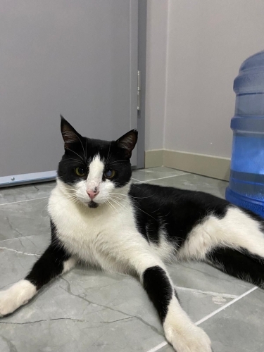 Kucak delisi oğlana yuva fotoğraf