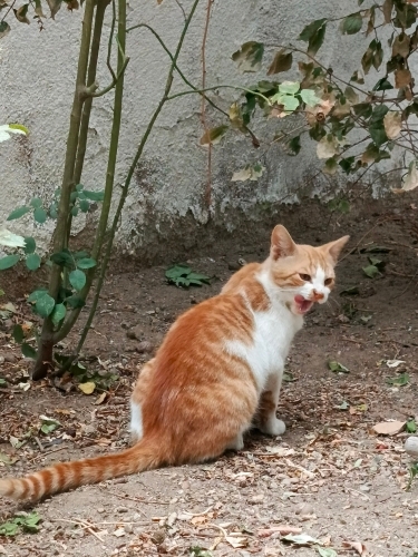 Biraz korkak , turuncu minik kedicik(uslu) fotoğraf