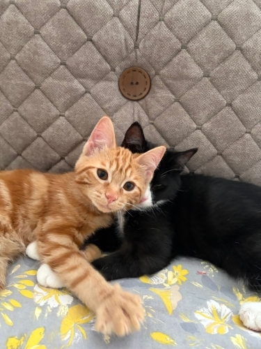 Fıstık ve Zeytin fotoğraf