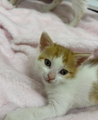 Ömürlük sıcak yuva için fotoğraf