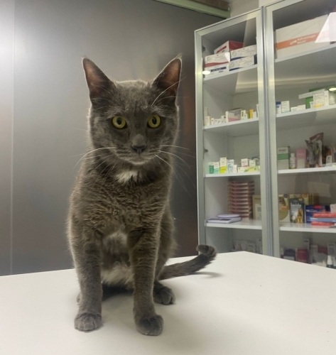 ACİL ANKARA YUVA fotoğraf