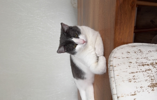 Pamuk oğlumuza yuva arıyoruz fotoğraf