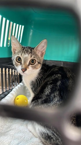 İZMİR PIRIL PIRIL AŞILARI TAM YAVRUMUZA ÖMÜRLÜK YUVASINI ARIYORUZ fotoğraf