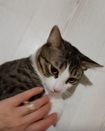 İZMİR SAHİBİ OLAN GENÇ POLONYAYA GİDİYOR. PIRIL PIRIL AŞILARI TAM fotoğraf