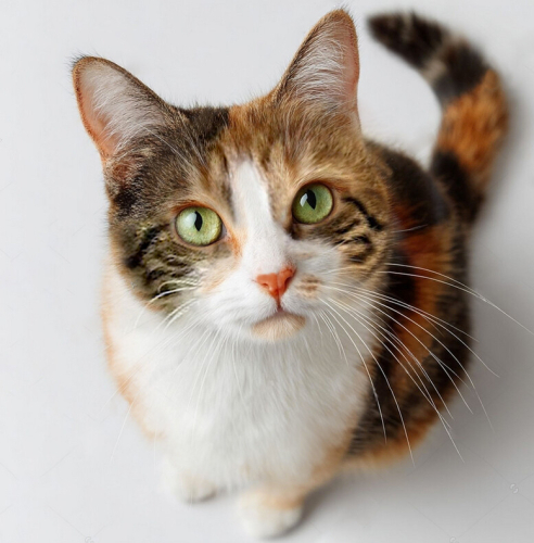 0532 266 60 19 VETERİNER KONTROLLÜ, KISIR, AŞILI KIZIM LUNA fotoğraf