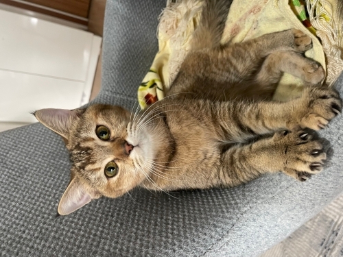 ACİL YUVA YOKSA SOKAĞA GİDECEK😔❗️❗️ fotoğraf