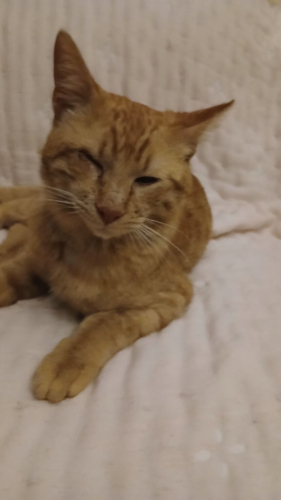 ENGELLİ CAN PAŞAYA ACİL YUVA fotoğraf