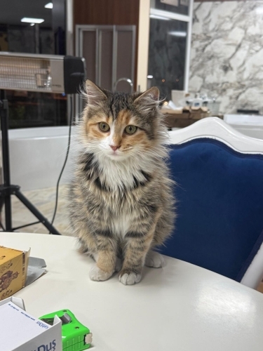 Zarif bir prenses fotoğraf