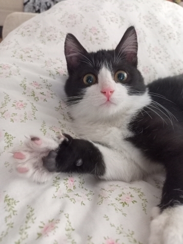 Sevgi delisi, uyumlu, tatlı fotoğraf