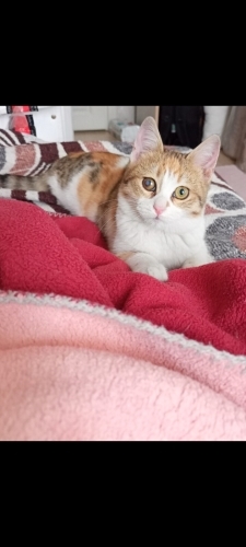 Oyuncu, uyumlu, sevecen fotoğraf