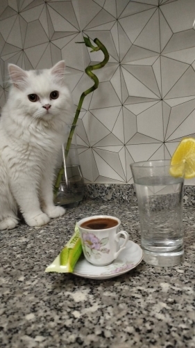 Geçici yuvasından ömürlük yuvaya fotoğraf