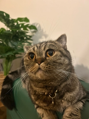 Scottish Fold-Dişi-Ev kedisi- Ücretsiz sahiplendirme fotoğraf