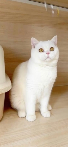 Pamuk yuva arıyor fotoğraf