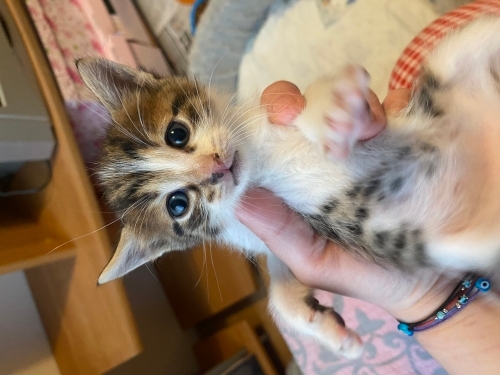 18 Ocak dogumlu! Pamuk prensesin cucelerinden 2 yavrumuz yuva ariyor, çok acil fotoğraf