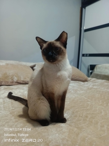 Susam yuva arıyor fotoğraf