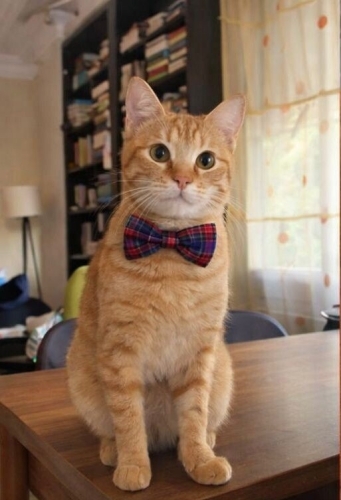 Kısırlaştırılmış Sarman Erkek fotoğraf