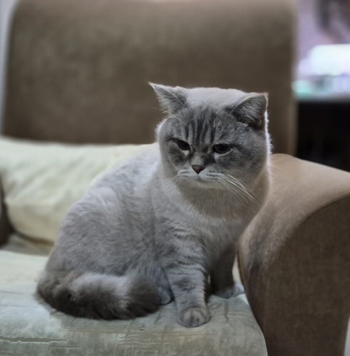 Kucak delisi, sevgi dolu bir yakışıklı fotoğraf