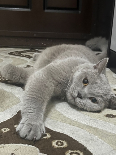 Kedimiz Pati icin yuva arıyoruz fotoğraf