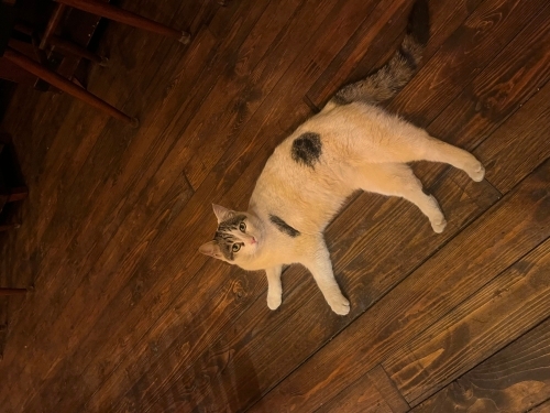 kafede baktığımız yavruya sıcak bir yuva arıyoruz fotoğraf